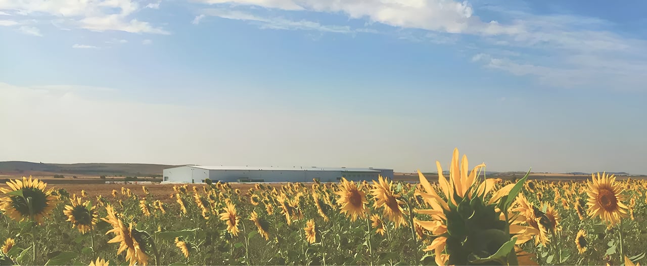 Sunflower field with industrial buildings on the horizon